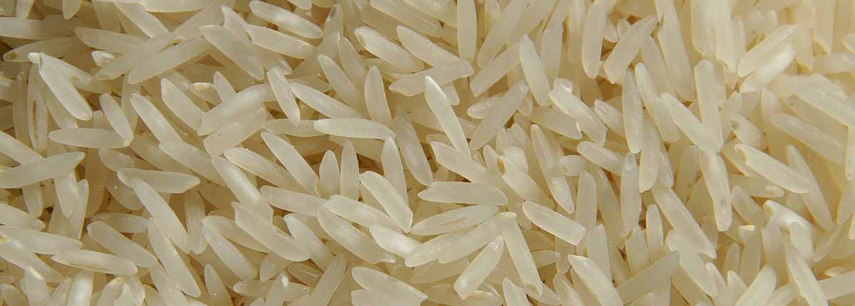fangueo en los arrozales